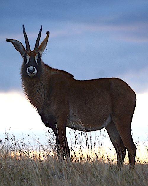 An antelope with think fur stands in grass with a cloudy sky behind it.