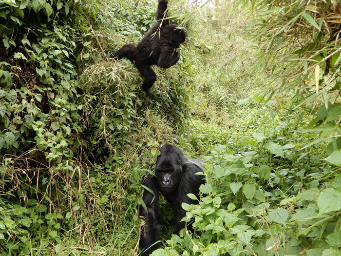Two gorillas climb in the jungle in Rwanda.