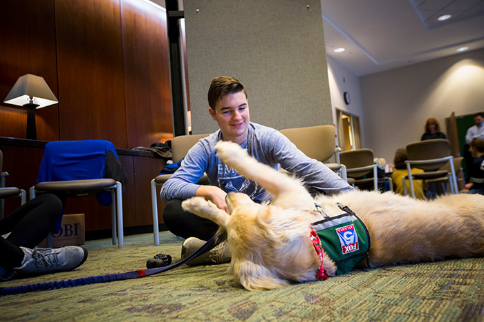 A golden retriever therapy dog lays on his back and lets a student scratch its stomach.