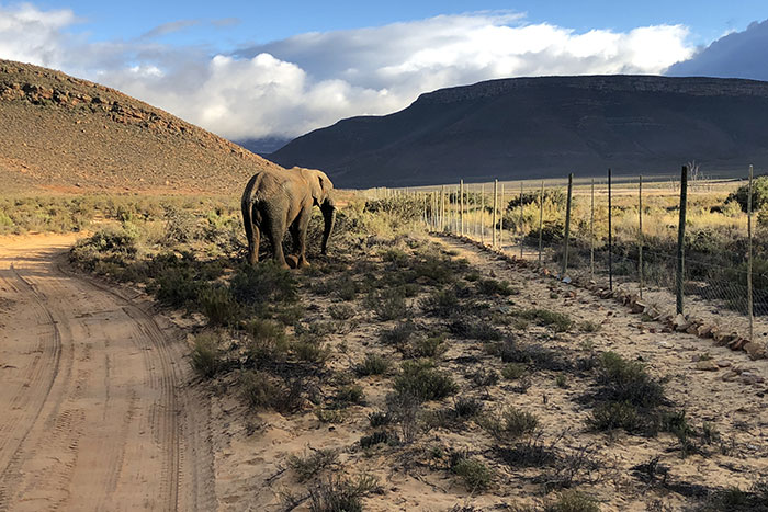 An elephant ambles near a roadway that passes through the Aquila Game Preserve, located near Touws Rivier.