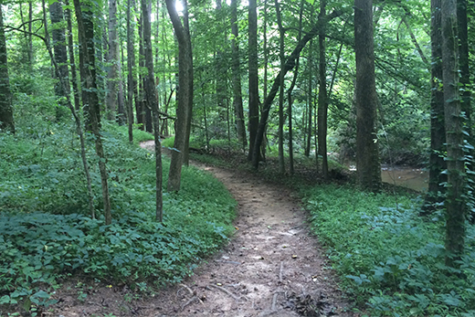 Hahn Woods trail 