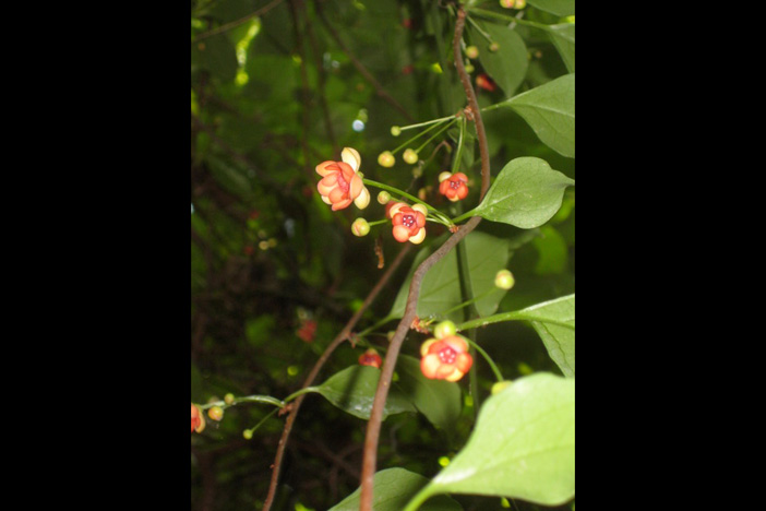 The starvine sprouts both leaves and small, colorful blossoms in late spring. Photo by Kyra C. Wu.