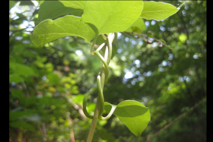 Starvine leaves entwine upon a woody vine, which will climb upward toward the forest canopy. Photo by Kyra C. Wu.