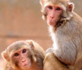 Social status affects immune system in monkeys