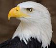 Democracy works for Endangered Species Act