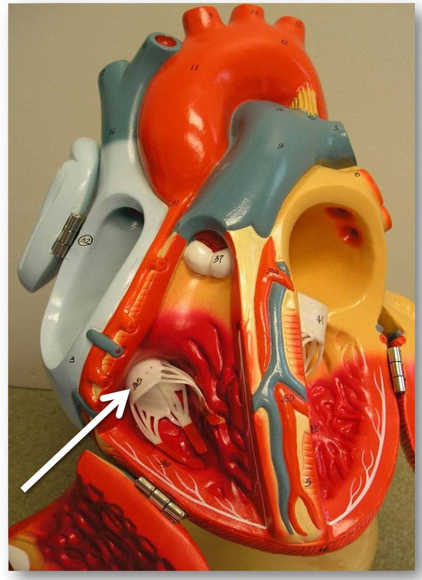 Heart valve geometry: Measurements of tricuspid valve anatomy can