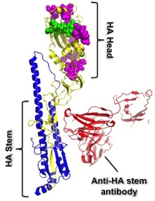 Antibody directed against stem region of viral hemagglutinin protein