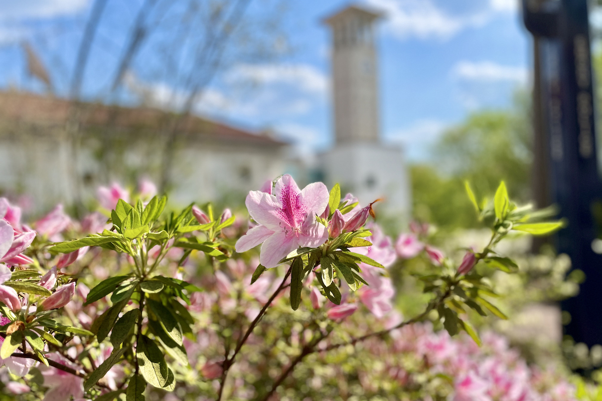 emory campus tower with flowers in foreground