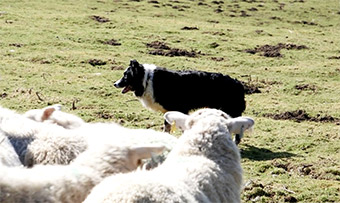 A dog shepherds sheep