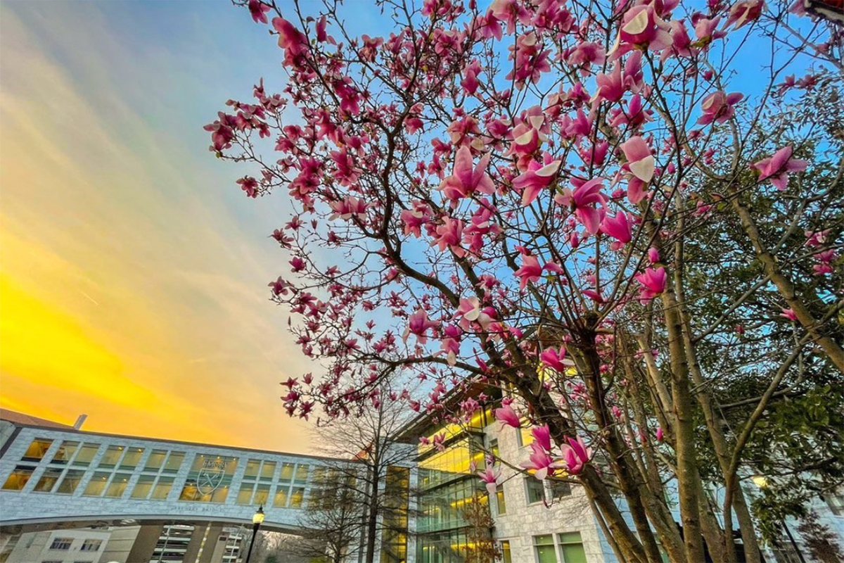 Blooming tulip trees on Emory's campus