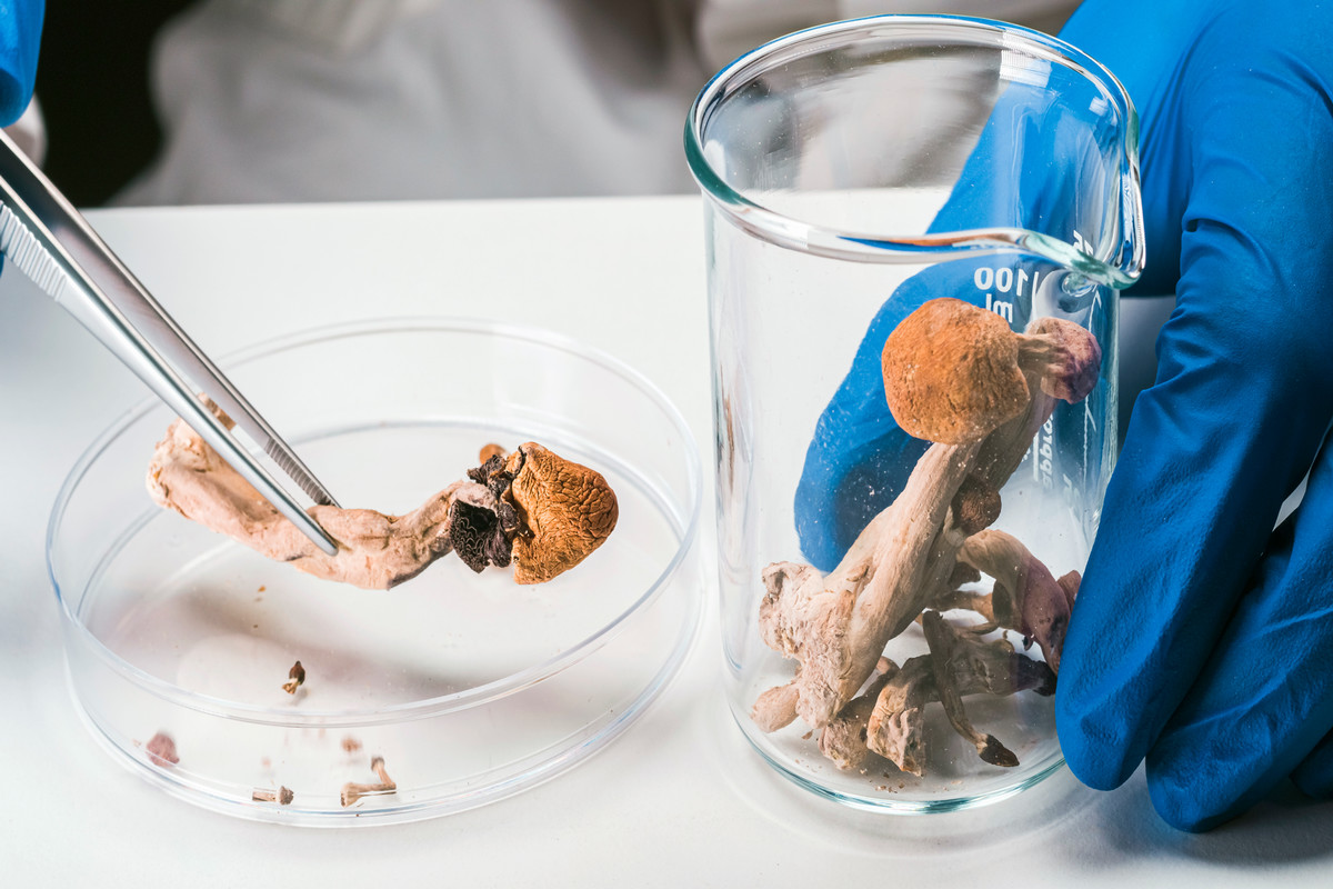 mushroom held with tweezers in a science lab 