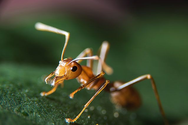 A fire ant appears on a leaf