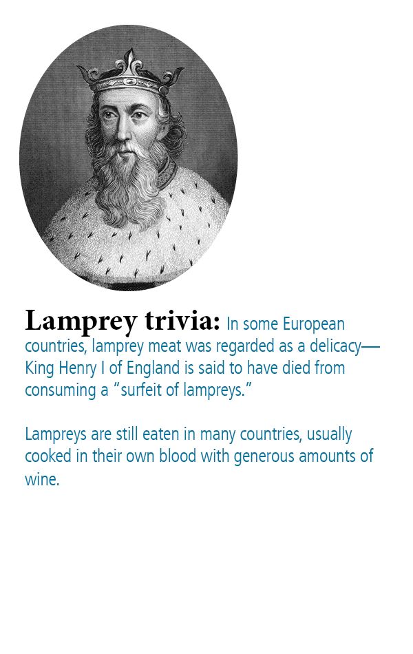 Engraving of King Henry I of England, who is said to have died from consuming a “surfeit of lampreys.” -  Lampreys are still eaten in many countries, usually cooked in their own blood with generous amounts of wine.