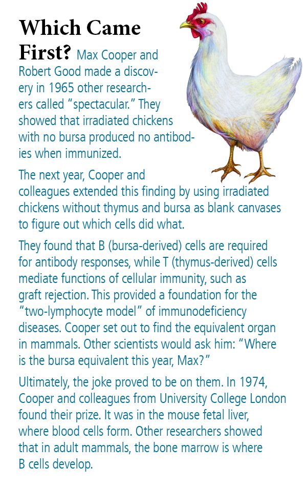 Drawing of a chicken. Which Came First? Max Cooper and Robert Good made a discovery in 1965 other researchers called “spectacular.” They showed that irradiated chickens with no bursa produced no antibodies when immunized.    The next year, Cooper and  colleagues extended this finding by using irradiated chickens without thymus and bursa as blank canvases to figure out which cells did what.  They found that B (bursa-derived) cells are required  for antibody responses, while T (thymus-derived) cells mediate functions of cellular immunity, such as  graft rejection. This provided a foundation for the “two-lymphocyte model” of immunodeficiency  diseases. Cooper set out to find the equivalent organ  in mammals. Other scientists would ask him: “Where  is the bursa equivalent this year, Max?” Ultimately, the joke proved to be on them. In 1974, Cooper and colleagues from University College London found their prize. It was in the mouse fetal liver,  where blood cells form. Other researchers showed  that in adult mammals, the bone marrow is where  B cells develop.  