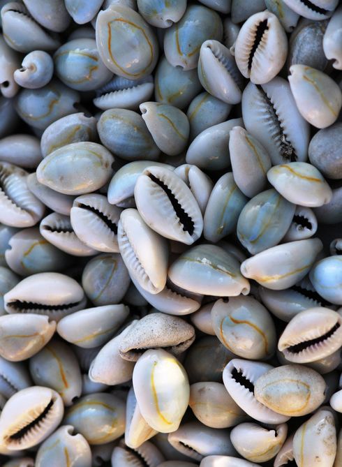 A close-up of dozens of cowry shells.