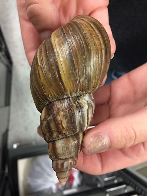 A close-up of a student's hands holding the cone-shaped, spiral shell of an African giant land snail.