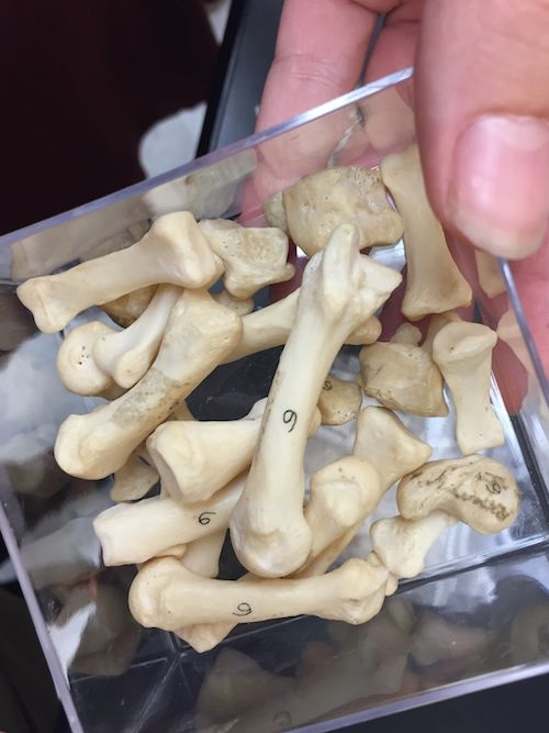 A clear plastic container holds ancient bones and modern bones.