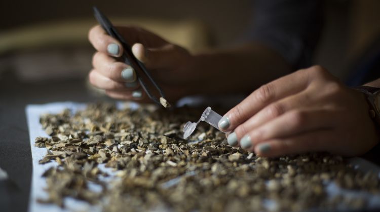 The same image appears in color: A student holds tweezers in one hand and a vial in the other as she picks up a fragment from hundreds spread out on table.