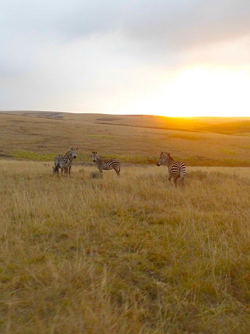 The sun rises over a yellow grassy hill where three zebras are grazing.