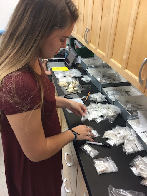 Student Alexandra Davis sorts through bone fragments in small plastic bags that cover a counter.