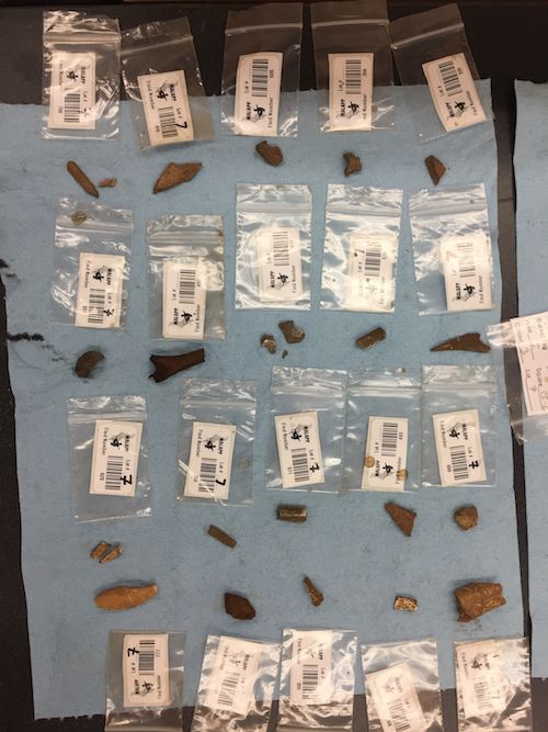 Bone fragments are laid out in rows in a lab with labeled plastic bags.