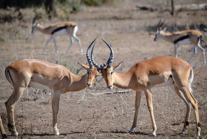 Two antelope face the camera with horns touching in Tanzania.