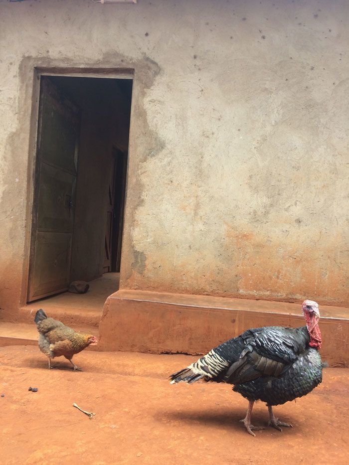 A rooster and a chicken stand in a dusty orange street beside an open doorway in Uganda.