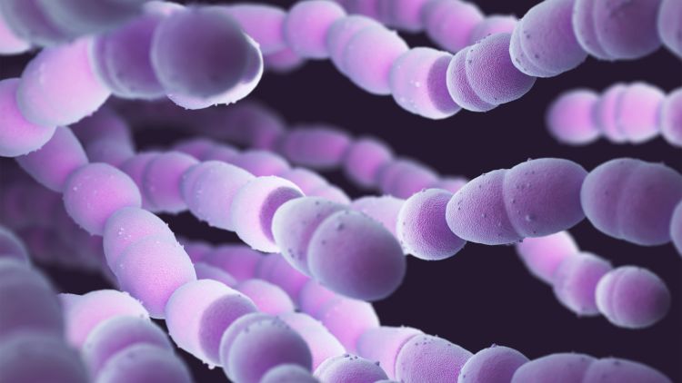 A 3D illustration shows Streptococcus Pneumoniae Bacteria