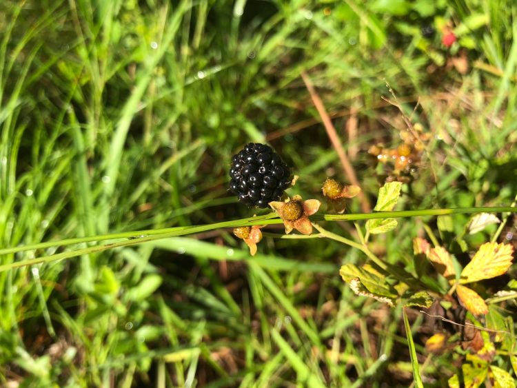 A close up view of a ripe blackberry growing in the forest
