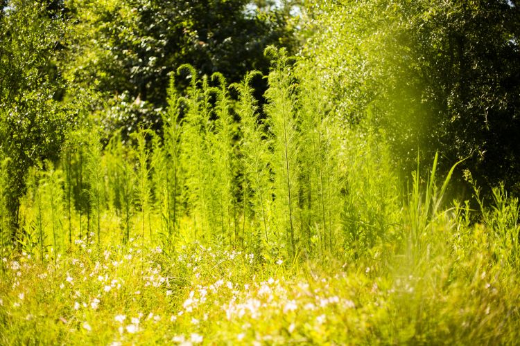 The same grasses are show in a color photo