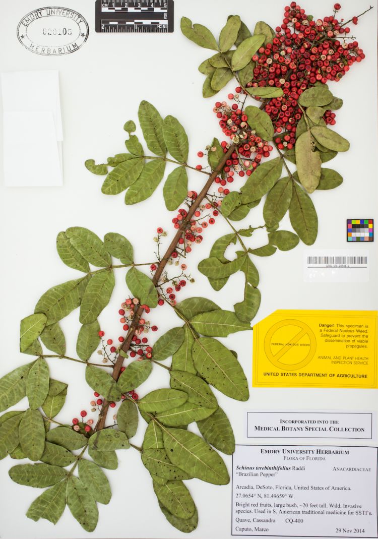 A drawing shows a Brazilian peppertree plant.