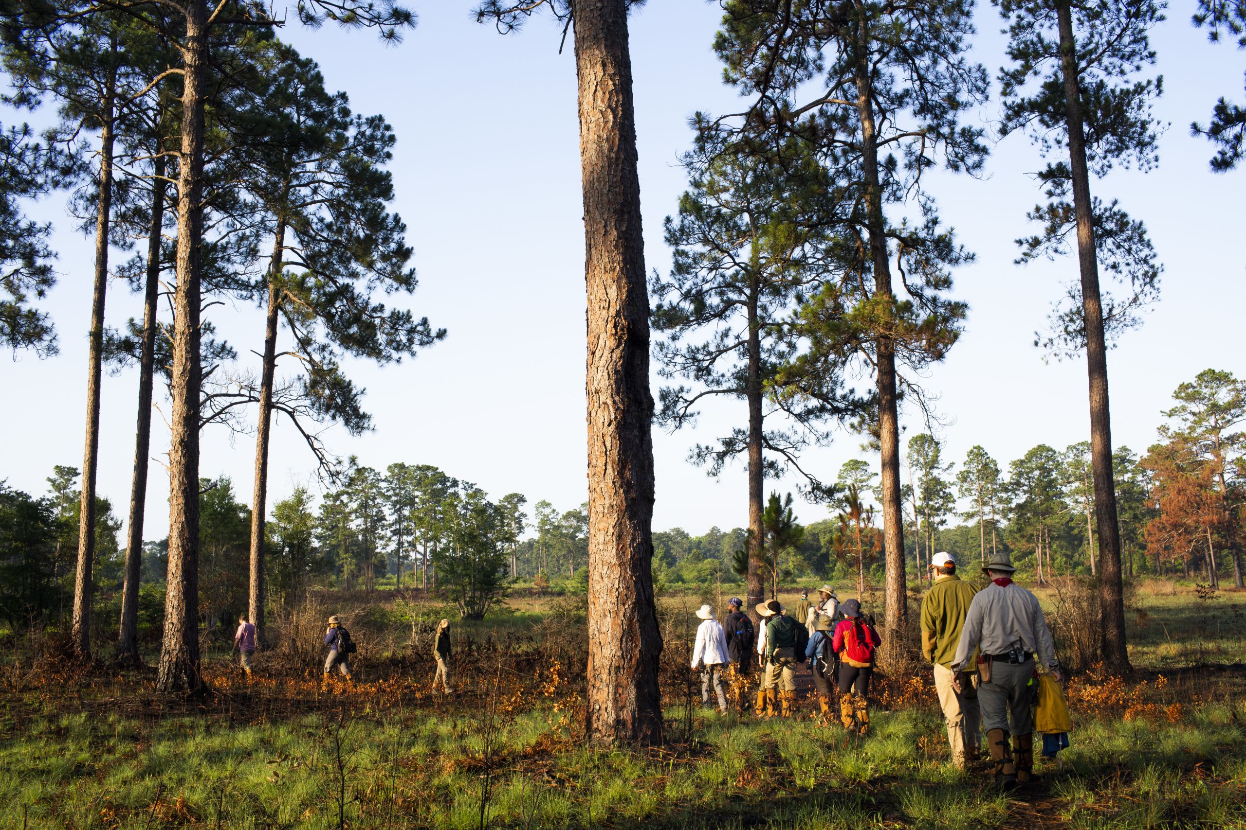 A group of students and Cassandra Quave walk through the woods