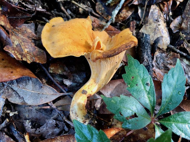 A close up photo of a chanterelle mushroom