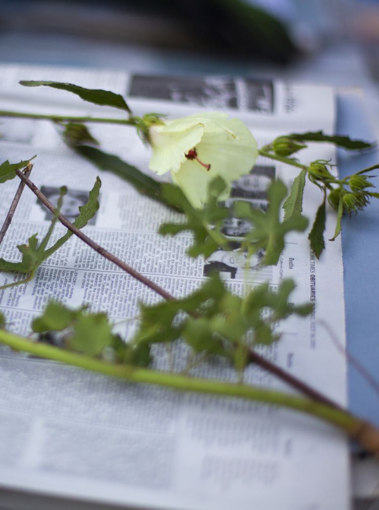 Leaves and a flower are laid out on newspaper