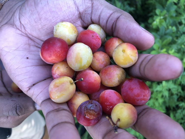 A close up view of a handful of wild plums