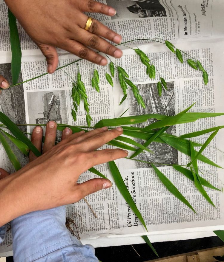 Hands hold plants down on newspaper