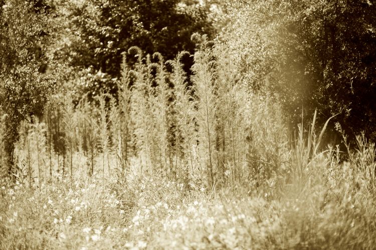 Tall grasses and other plants are shown in a black and white photo