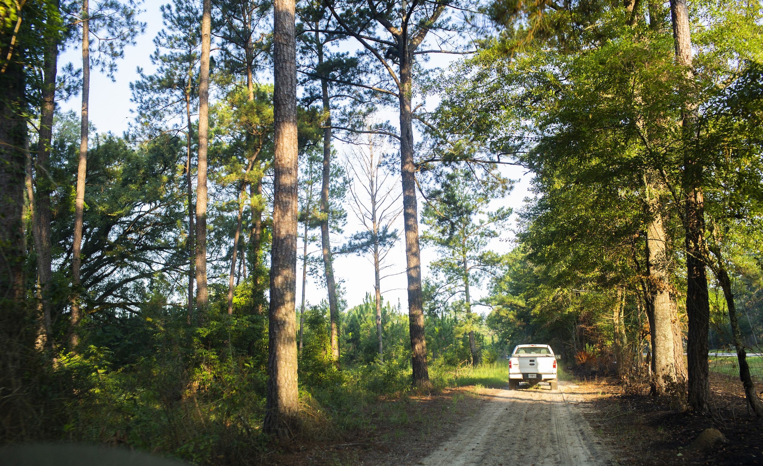 A pickup truck on a dirt road in the woods