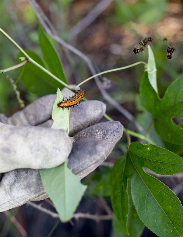 A gloved hand holds a leave with a caterpillar crawling on it.