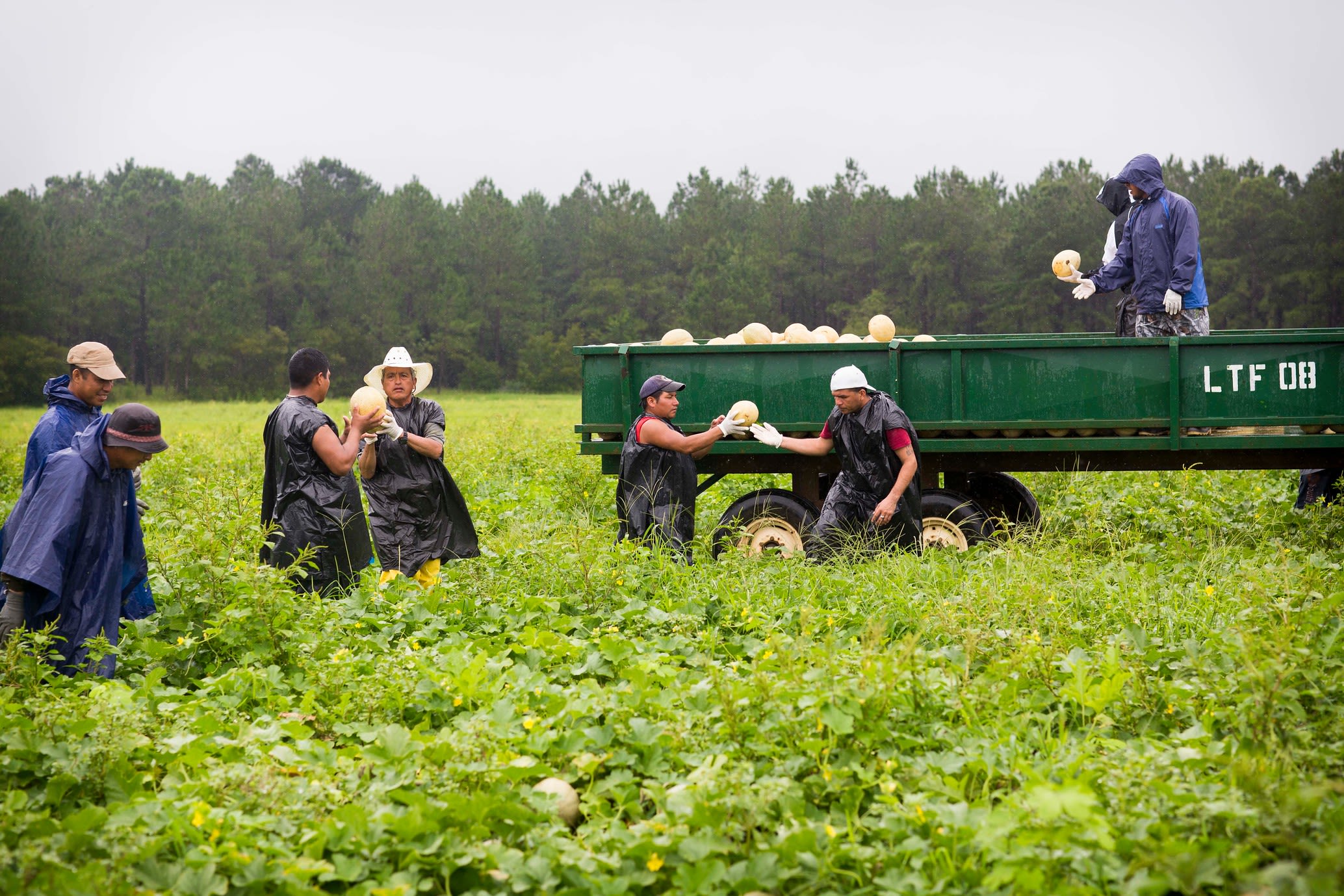 Eight farm workers pick crops in a field