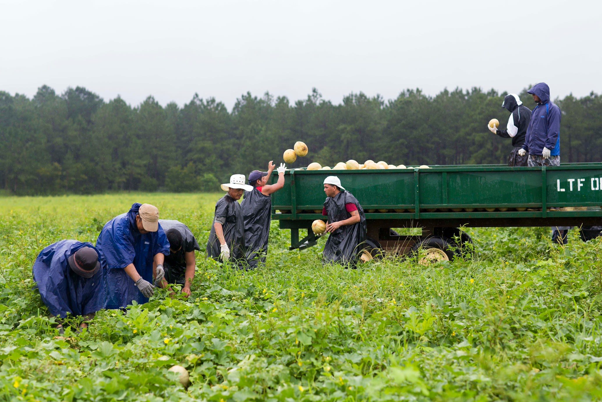 Eight farm workers pick crops in a field