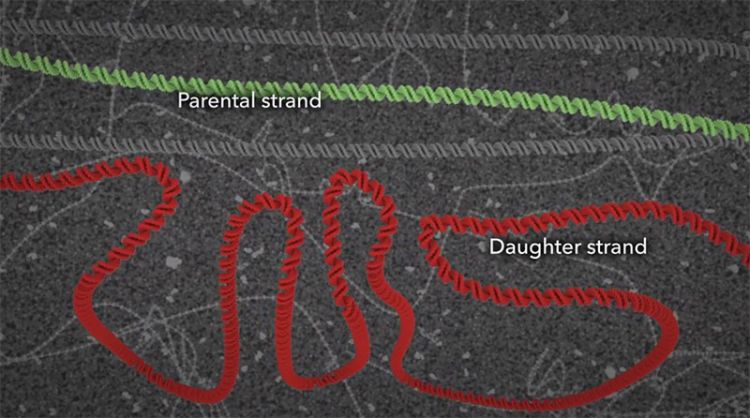 A fairly straight "parental" strand of DNA with a crooked, curvy "daughter" strand beneath it.