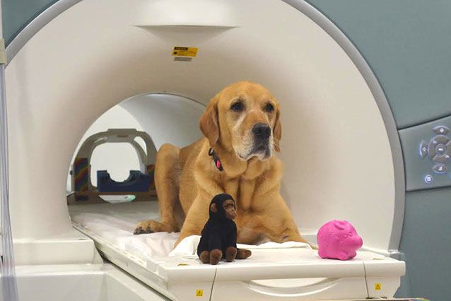 A dog sits still in an MRI machine