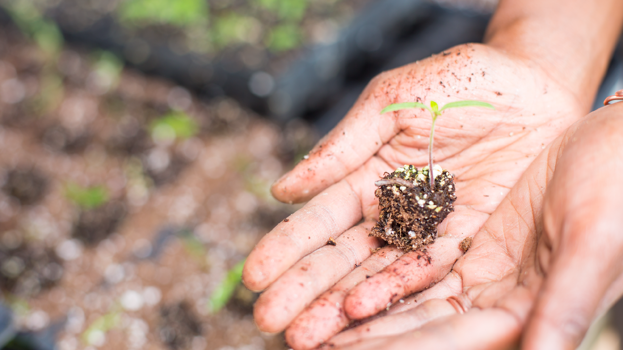 A closeup of hands holding a small plant