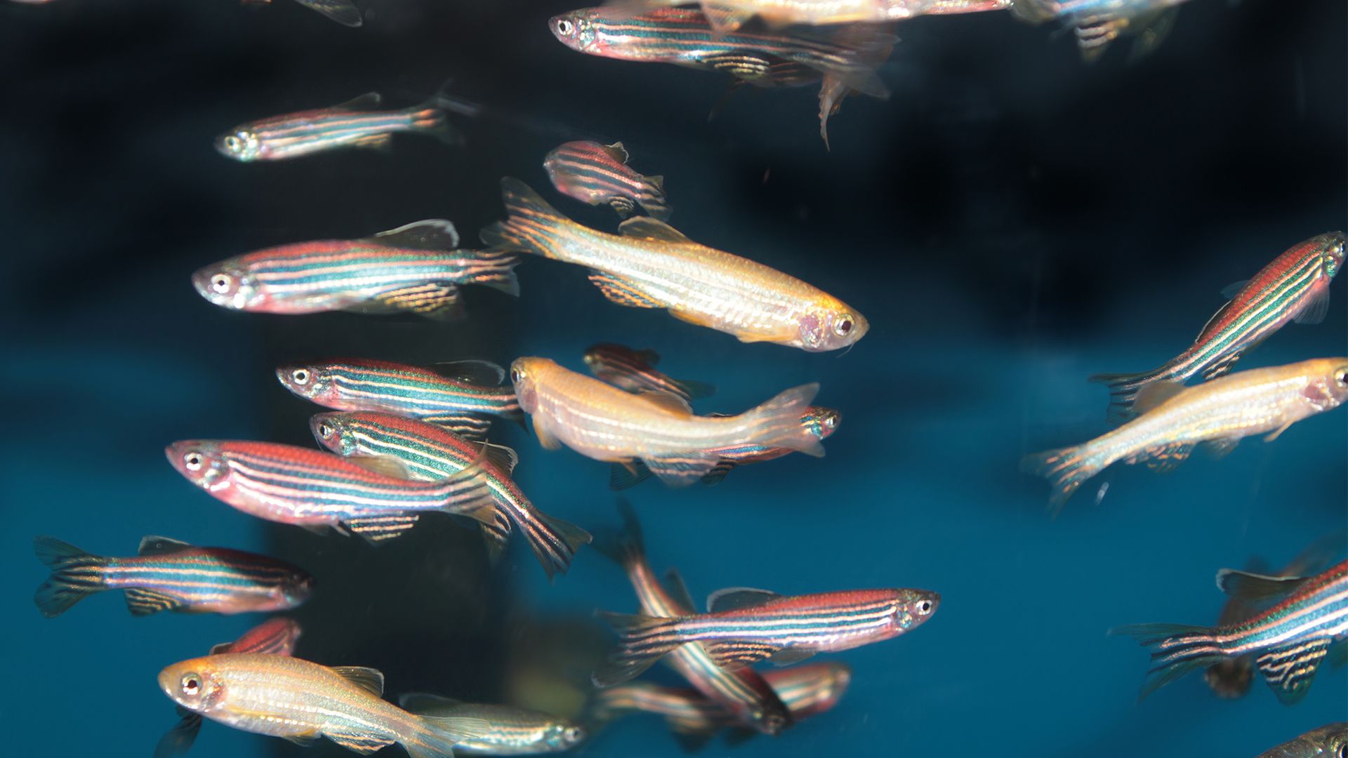 Zebra fish