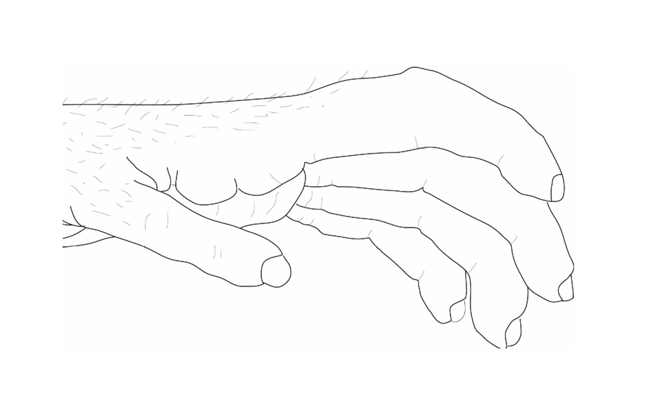 Drawing of a chimpanzee hand.