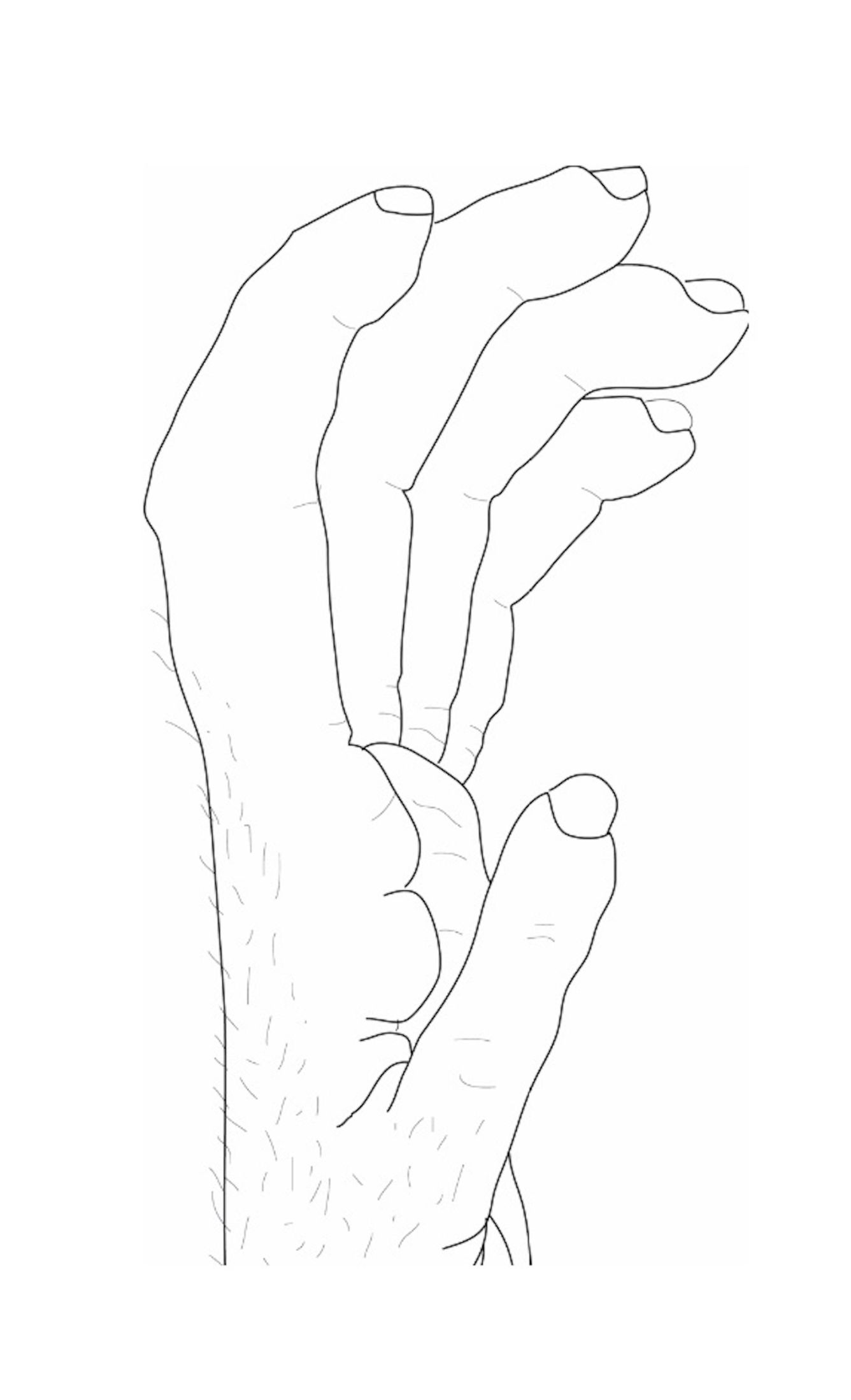 chimpanzee hand grips chimpanzee hand grips