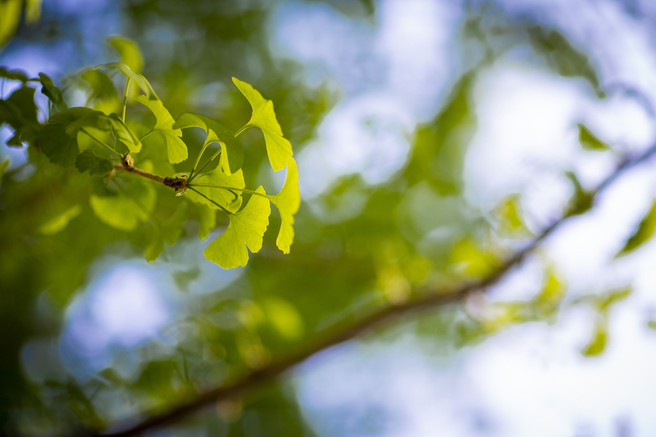 Leaves of a ginkgo tree.