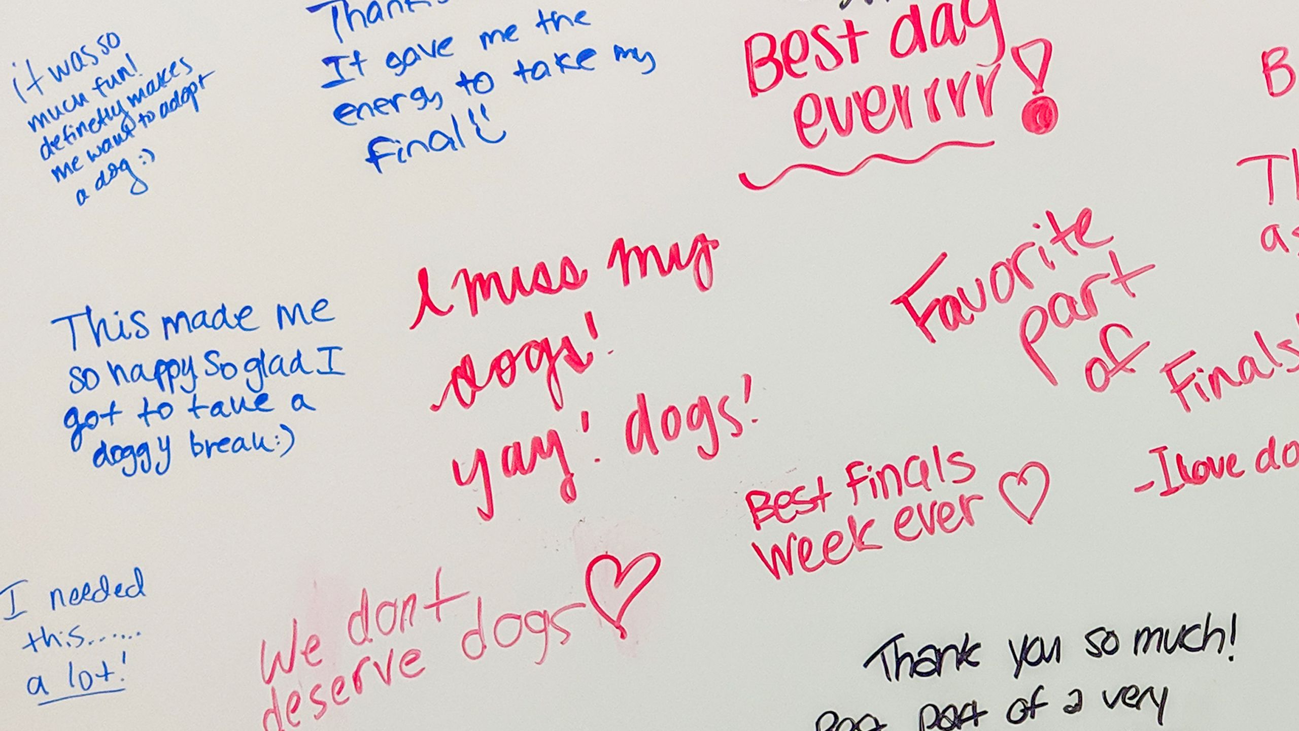 Students describe their experiences on a white board after attending a Fall 2018 pet therapy break at Emory's Woodruff Library.