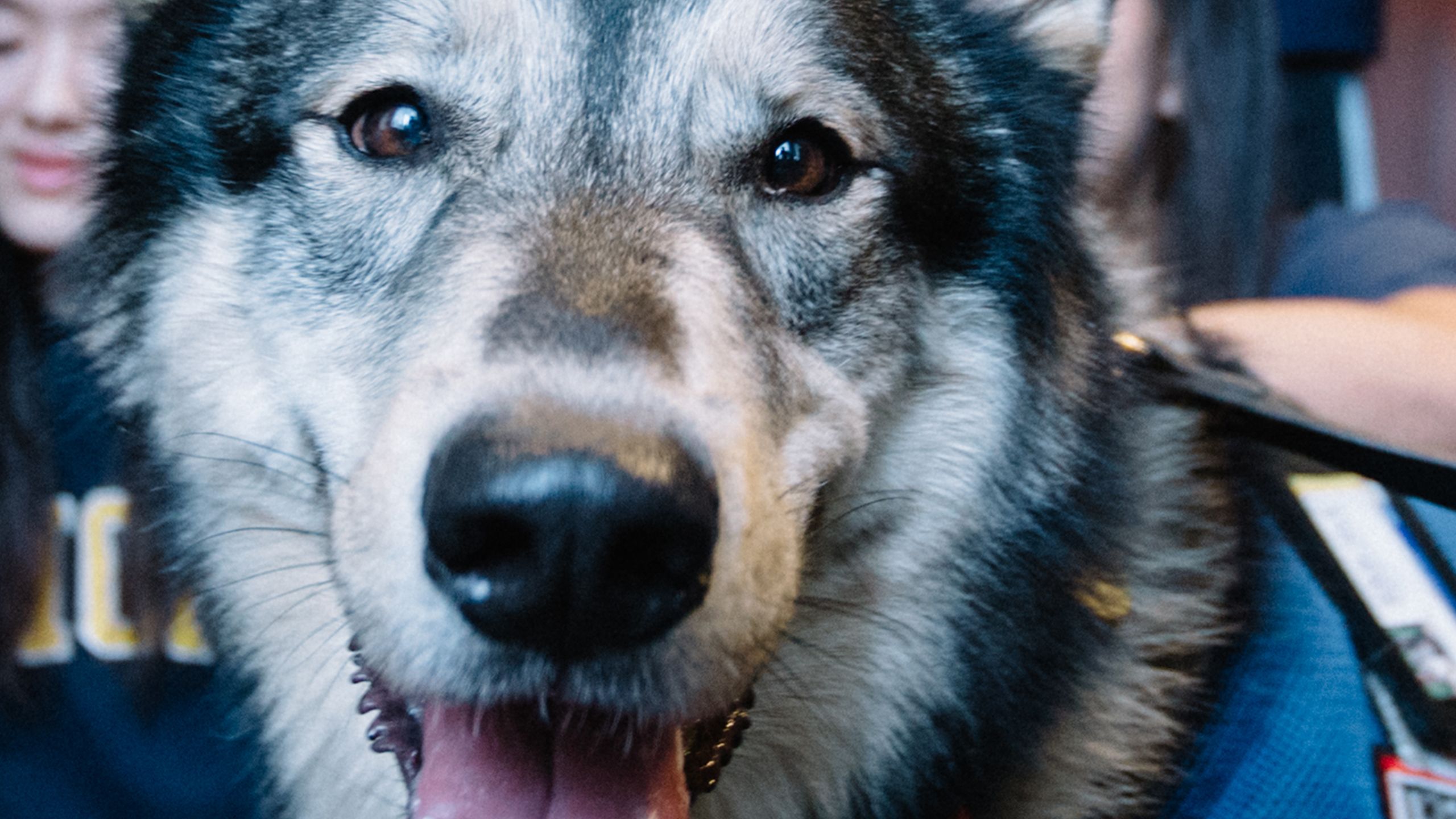 Detail of Finn's face and snout